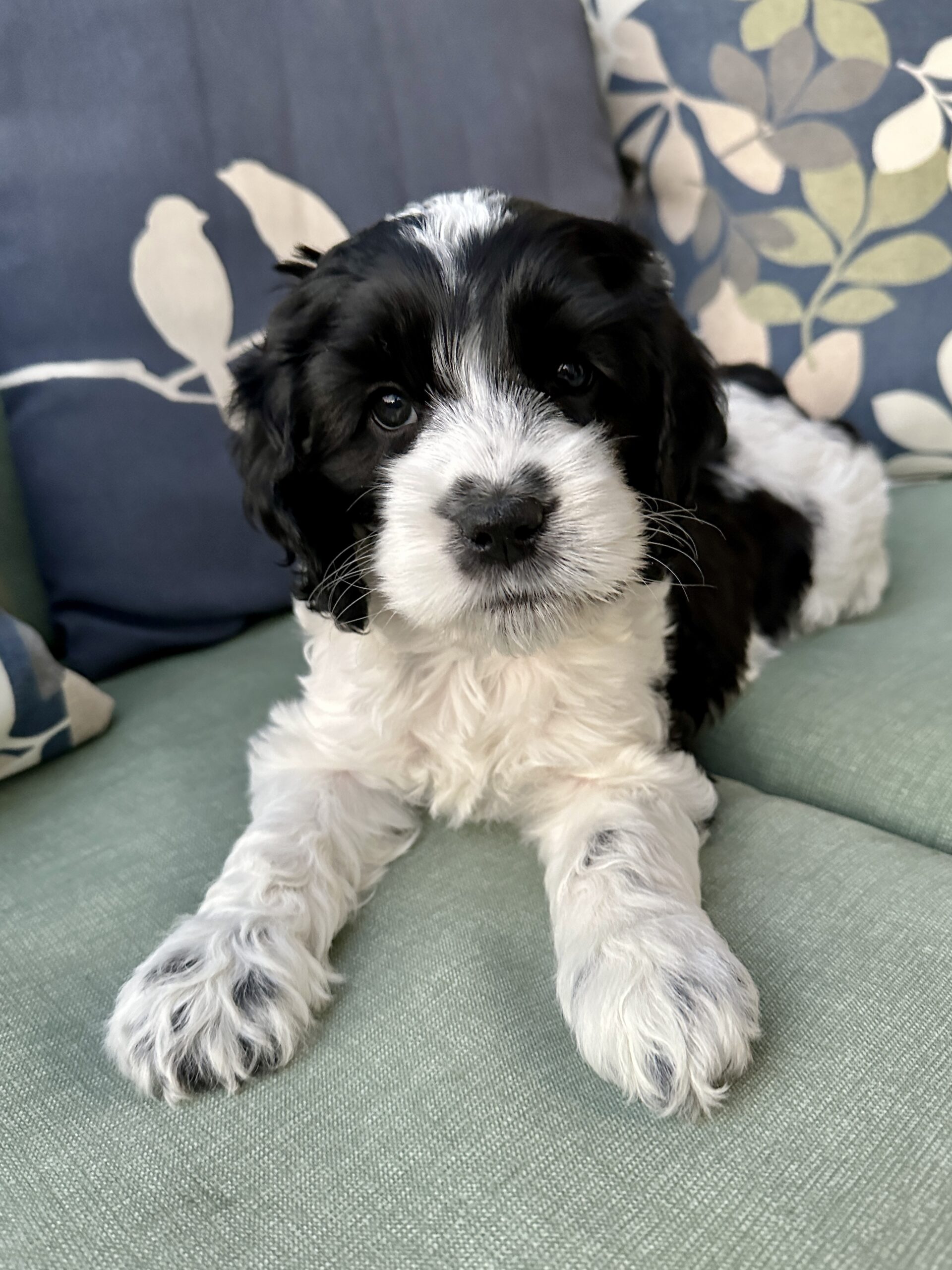 Available Pups – Darby Park Doodles